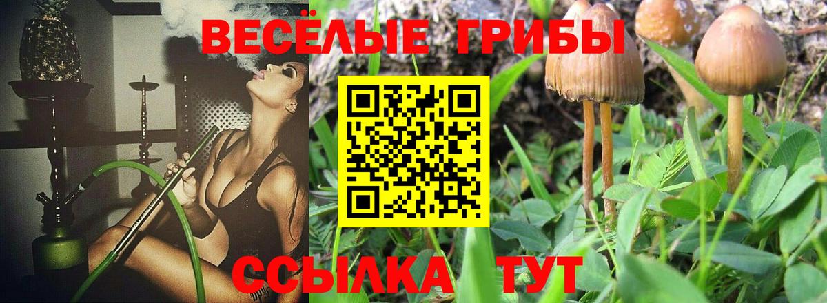 купить   Вход с VPN  Чусовой  Псилоцибиновые грибы Psilocybe 